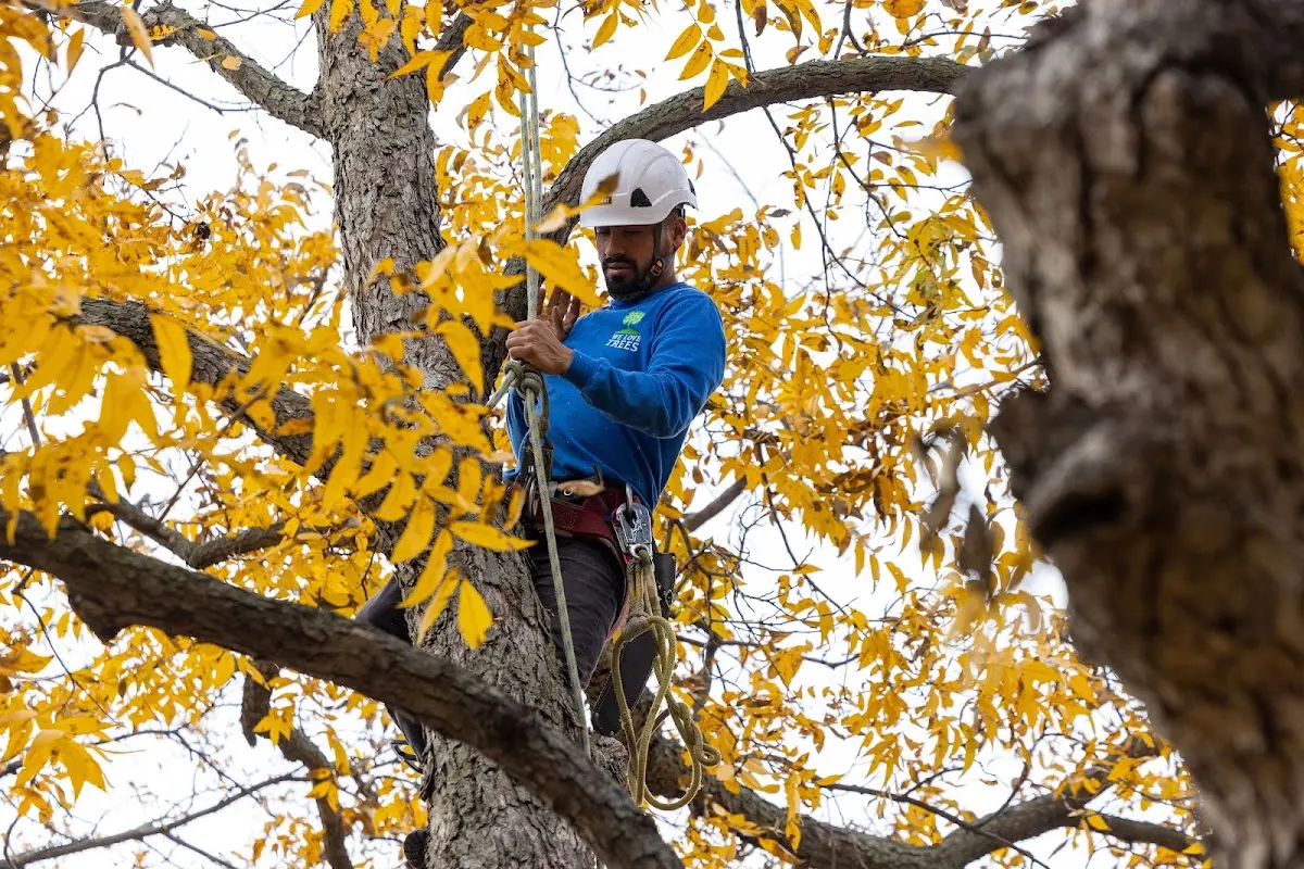 Skilled Tree Trimming crew working in Saint Albans
