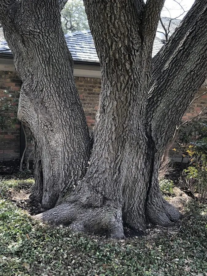 Mature heritage tree close to a Saint Albans property cared for by certified arborists
