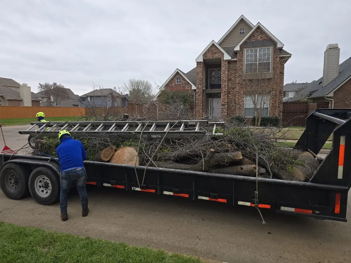 Expert Tree Pest Control with proper safety equipment in Saint Albans
